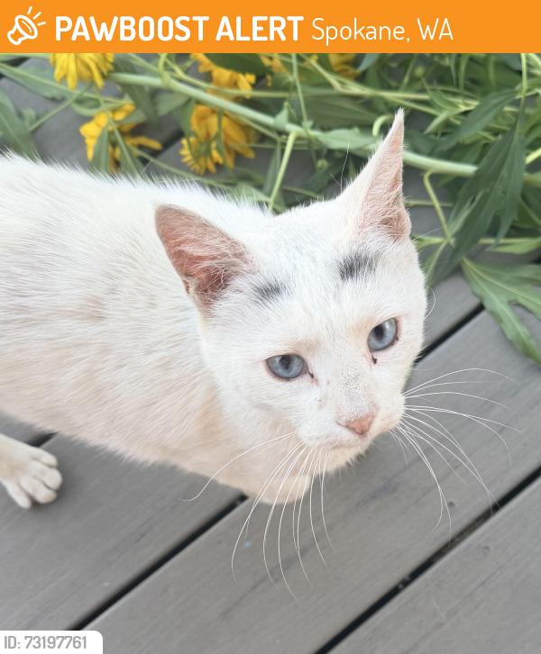 Found/Stray Unknown Cat last seen Corbin Park, Spokane, WA 99205