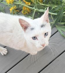 Found/Stray Unknown Cat last seen Corbin Park, Spokane, WA 99205
