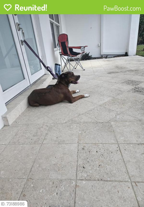 Reunited Female Dog last seen 203rd terrace, Ojus, FL 33180