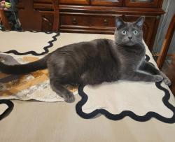Lost Male Cat last seen Shaw Road and 116th, Puyallup, WA 98374
