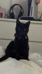 Reunited Female Cat last seen Castlecroft Road, Bunkers hill lane, West Midlands, England WV14 6PQ