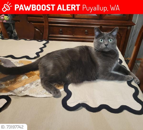 Lost Male Cat last seen Shaw Road and 116th, Puyallup, WA 98374