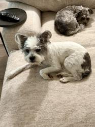 Lost Female Dog last seen Keller Haslet and Vista Greens Dr, Keller, TX 76244