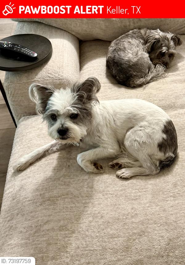 Lost Female Dog last seen Keller Haslet and Vista Greens Dr, Keller, TX 76244