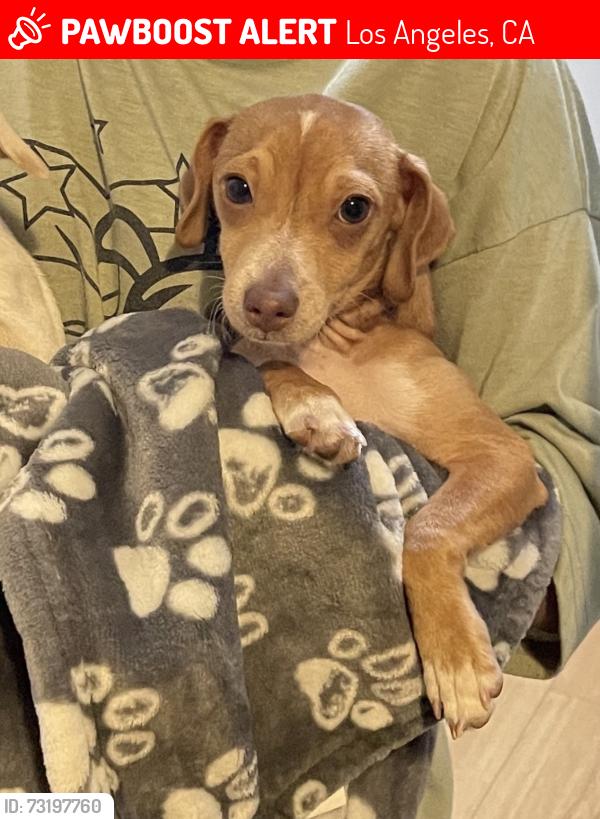 Lost Male Dog last seen Remick avenue and Sheldon street, Los Angeles, CA 91352