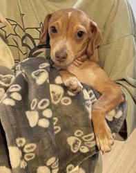Lost Male Dog last seen Remick avenue and Sheldon street, Los Angeles, CA 91352