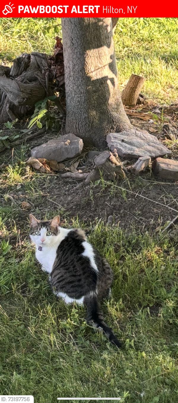 Lost Female Cat last seen Lake Ave and Old Hojack, Hilton, NY 14468