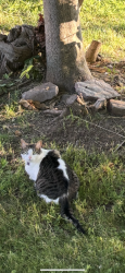 Lost Female Cat last seen Lake Ave and Old Hojack, Hilton, NY 14468