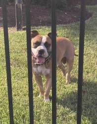 Found/Stray Male Dog last seen Plum Creek s, Houston, TX 77087
