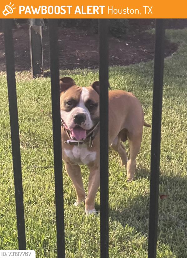 Found/Stray Male Dog last seen Plum Creek s, Houston, TX 77087