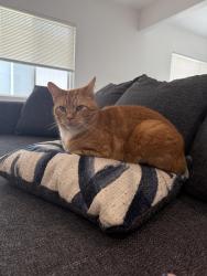 Reunited Male Cat last seen Artesia Blvd & Firmona Ave - by the Wienerschnitzel, Lawndale, CA 90278