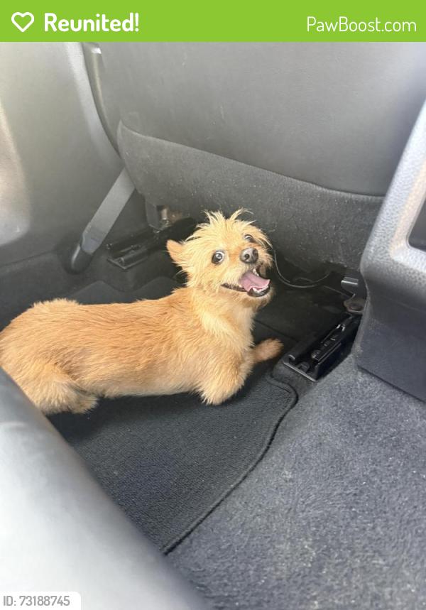 Reunited Female Dog last seen Nanes St. And Caspian Ln, Houston, TX 77090