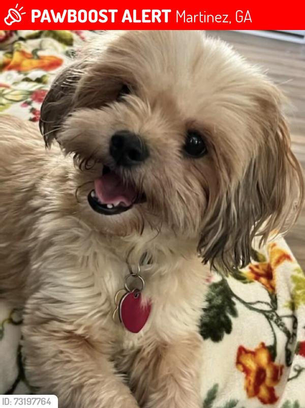 Lost Female Dog last seen Ashley Circle, Martinez, GA 30907