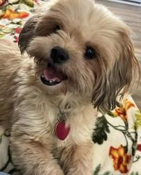 Lost Female Dog last seen Ashley Circle, Martinez, GA 30907