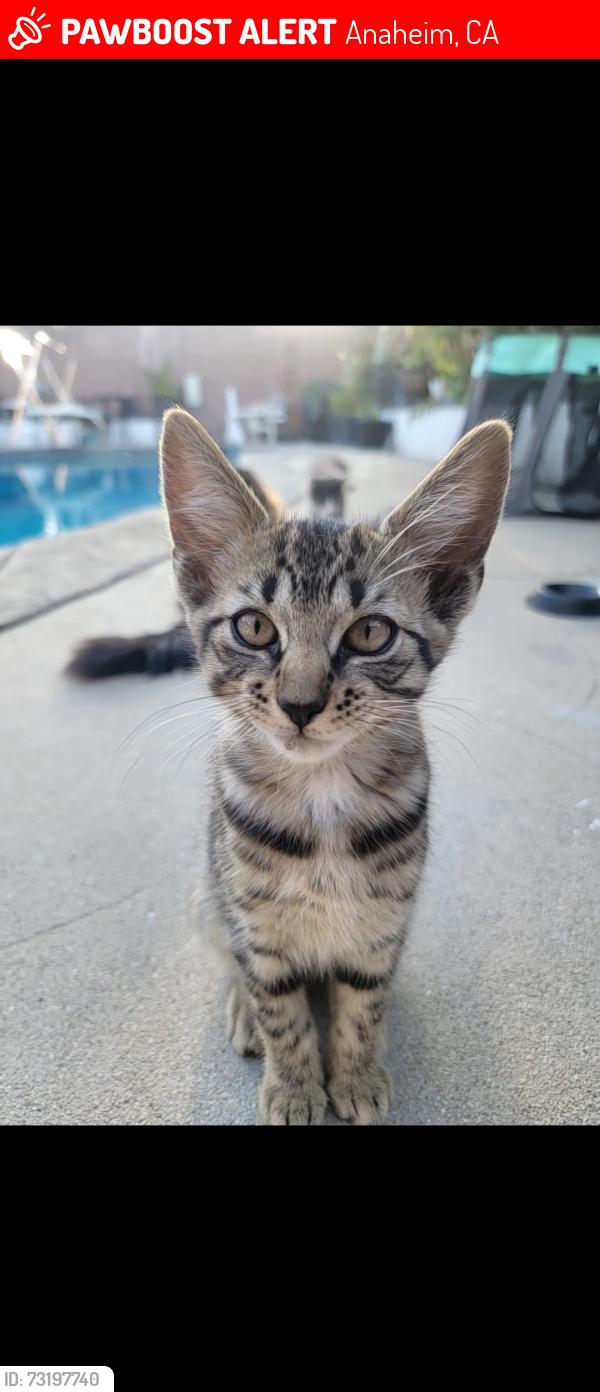 Lost Male Cat last seen State College & Underhill, Anaheim, CA 92815