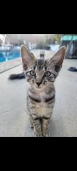 Lost Male Cat last seen State College & Underhill, Anaheim, CA 92815