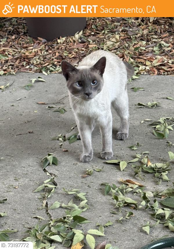 Found/Stray Male Cat last seen Near Riverside Blvd Sacramento, CA 95831 United States, Sacramento, CA 95831