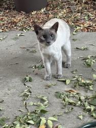 Found/Stray Male Cat last seen Near Riverside Blvd Sacramento, CA 95831 United States, Sacramento, CA 95831