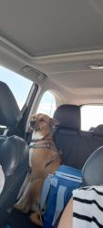 Reunited Female Dog last seen Del Lago Parkway, San Antonio, TX 78221