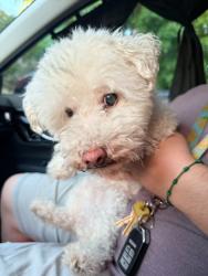 Reunited Unknown Dog last seen Greyrock St & Arrowhead Dr, Victorville, CA 92395