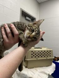 Shelter Stray Unknown Cat last seen Near, 2600 S Harding St, Indianapolis, IN 46221, USA
