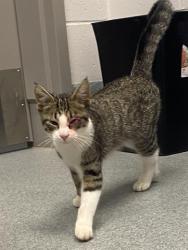 Shelter Stray Male Cat last seen Near, 2600 S Harding St, Indianapolis, IN 46221, USA