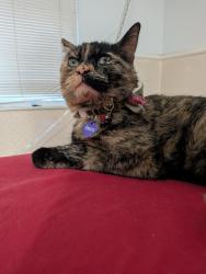 Reunited Female Cat last seen Raintree East, Aurora, CO 80247