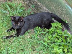 Reunited Female Cat last seen Near Assembly Court Fayetteville, NC 28306, Fayetteville, NC 28306