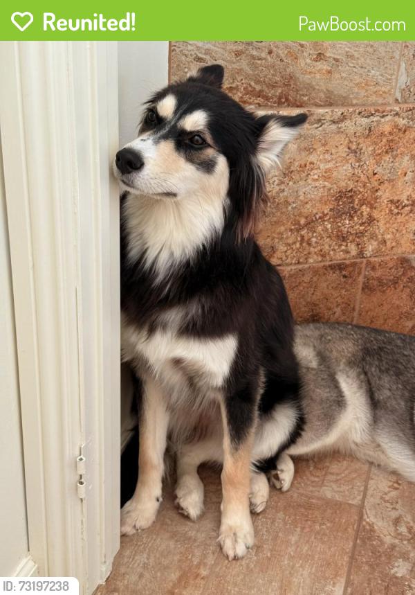 Reunited Male Dog last seen 25th St W and W ave J, Lancaster, CA 93536