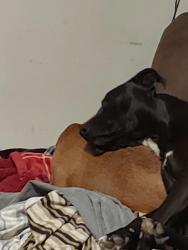 Lost Female Dog last seen Gerald carr branch flatgap ky, Flatgap, KY 41219