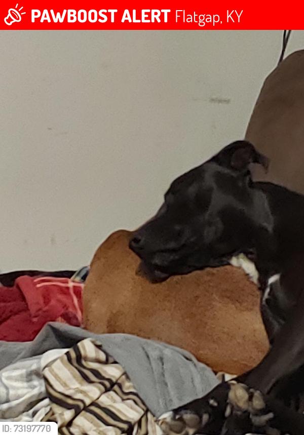 Lost Female Dog last seen Gerald carr branch flatgap ky, Flatgap, KY 41219