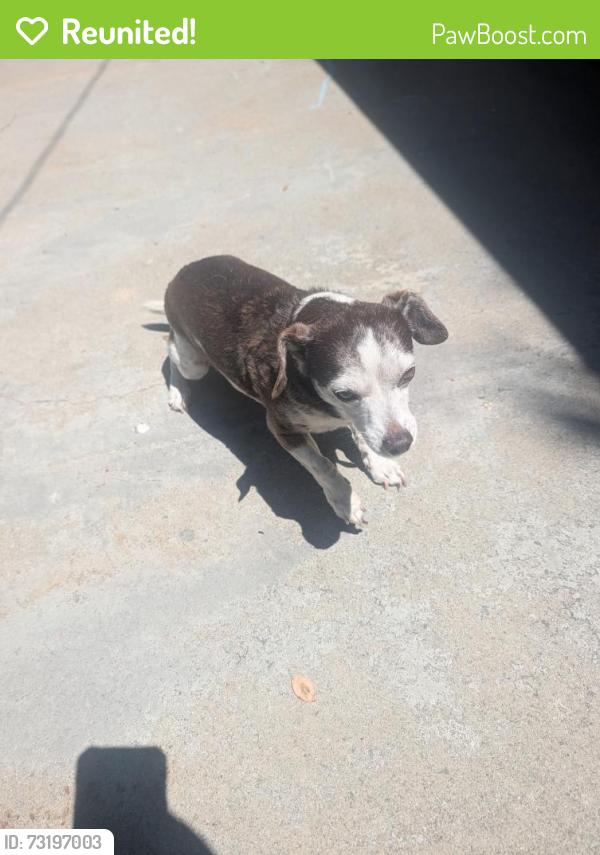 Reunited Male Dog last seen Golden Ave and Burnett st, Long Beach, CA 90806