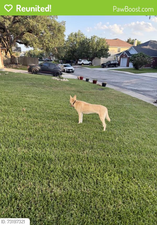 Reunited Male Dog last seen Hanging around at the corner of Cardigan Chase and Persian Pass, San Antonio, TX 78260
