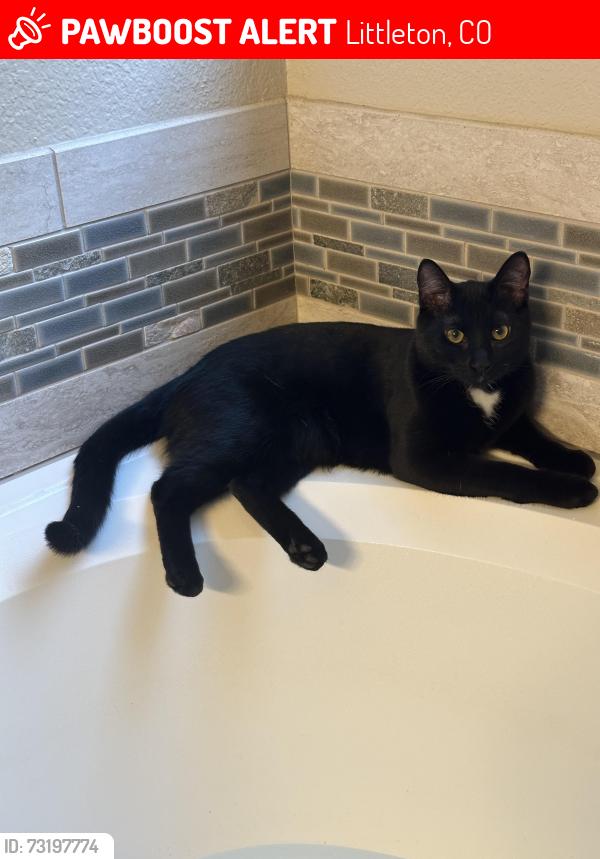 Lost Male Cat last seen S Garrison St & W Unser Ave, Littleton, CO 80128