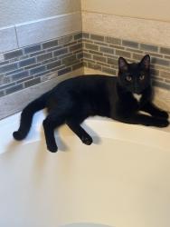 Lost Male Cat last seen S Garrison St & W Unser Ave, Littleton, CO 80128