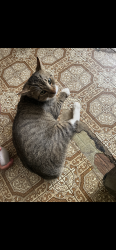 Reunited Male Cat last seen Ringgold Road area near Lake Howard Baptist Church in Lafayette Georgia., LaFayette, GA 30728