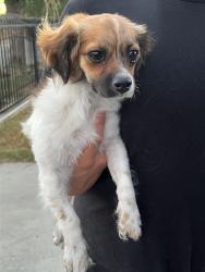 Found/Stray Female Dog last seen Ave I, Los Angeles County, CA 93535