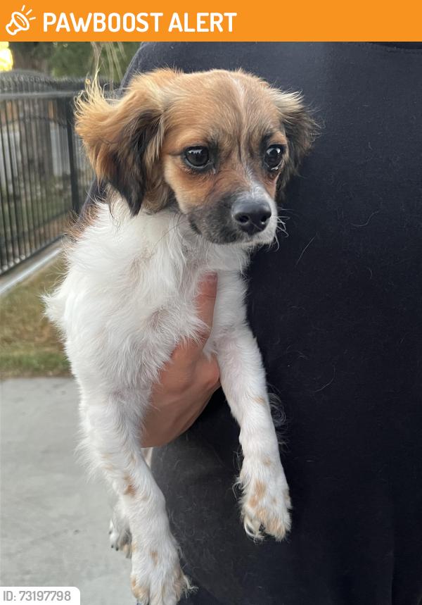 Found/Stray Female Dog last seen Ave I, Los Angeles County, CA 93535