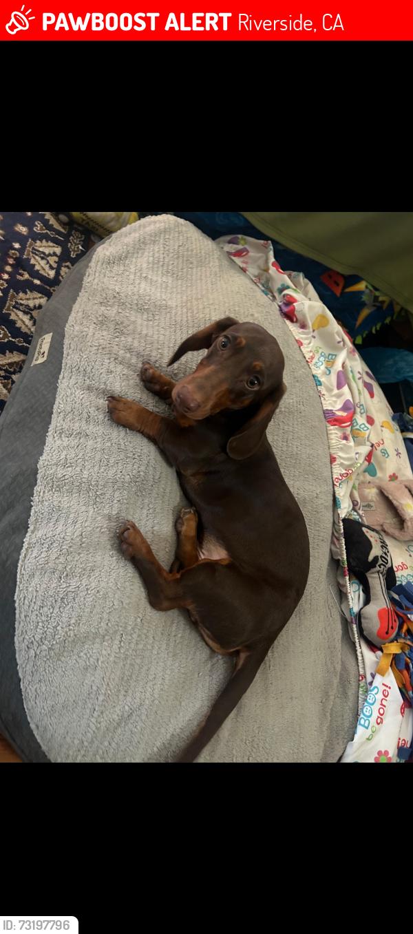 Lost Male Dog last seen Blenheim, Riverside, CA 92507