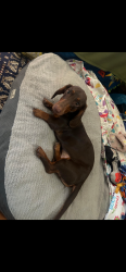 Lost Male Dog last seen Blenheim, Riverside, CA 92507