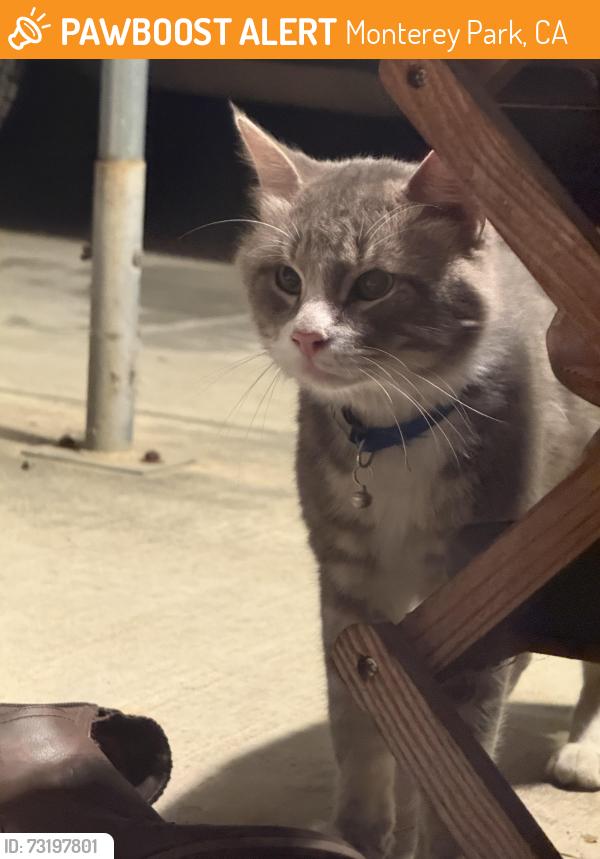 Found/Stray Unknown Cat last seen Sierra vista park, Monterey Park, CA 91755