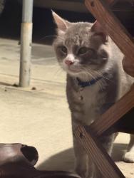 Found/Stray Unknown Cat last seen Sierra vista park, Monterey Park, CA 91755