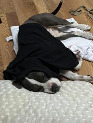 Reunited Male Dog last seen Near d st Hayward ca 94541, Hayward, CA 94541