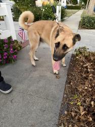 Reunited Male Dog last seen Tupper Street and Hayvenhurst, Los Angeles, CA 91343