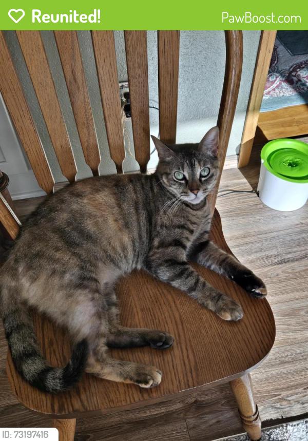 Reunited Female Cat last seen 29th Ave and 44th.St, Vancouver, WA 98663