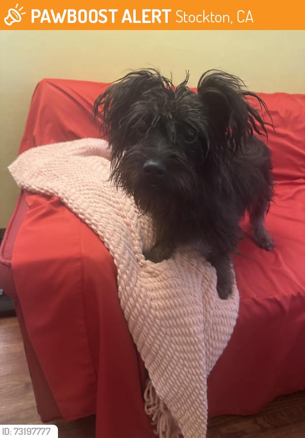 Found/Stray Female Dog last seen Victory Park, Stockton, CA 95203