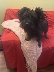 Found/Stray Female Dog last seen Victory Park, Stockton, CA 95203