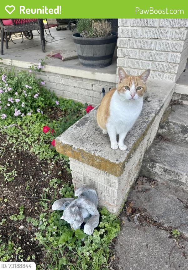 Reunited Male Cat last seen Golf course at fossil creek, Fort Worth, TX 76137
