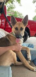 Reunited Male Dog last seen Brooks road, Mauldin, SC 29662
