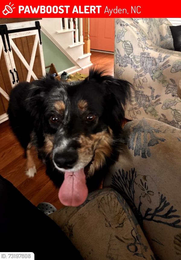 Lost Male Dog last seen Aiden Grifton High school, Ayden, NC 28513